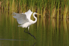 Grote zilverreiger 3 Friesland 26-8-2019