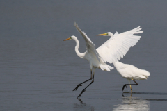 Grote zilverreiger Friesland 26-8-2019