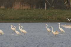 Grote zilverreiger-Groningen-prov. 14-3-2007