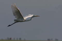 Grote zilverreiger-Groningen-prov. 8-11-2008