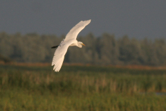 Grote zilverreiger-Lauwersmeer 2-8-2009