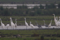 Grote zilverreiger-Zuidlaardermeergebied 20-9-2014