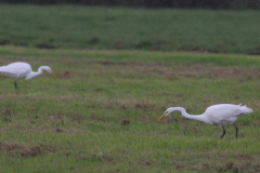 Grote zilverreiger-Zuidlaardermeergebied 4-10-2009