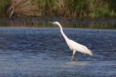 Grote zilverreiger, broedkleed Dannemeer 13-6-2023