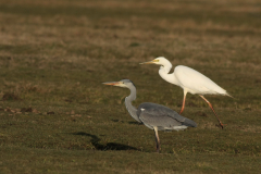 Grote zilverreiger en Blauwe reiger Lauwersmeer 4-4-2015