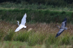 Grote zilverreiger en Blauwe reiger-Zuidlaardermeergebied 25-8-2021