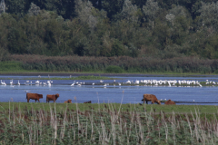 Grote zilverreiger en Lepelaar Zuidlaardermeergebied 2-9-2022 b