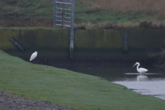 Kleine - en Grote zilverreiger Groningen-kust 15-2 2024