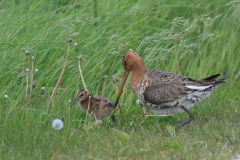 Grutto 1-Zuidlaardermeergebied 14-5-2014