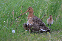 Grutto 2-Zuidlaardermeergebied 14-5-2014 b