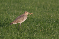 Grutto, ♀  2-Zuidlaardermeergebied 3-4-2009