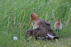 Grutto 3-Zuidlaardermeergebied 14-5-2014 b