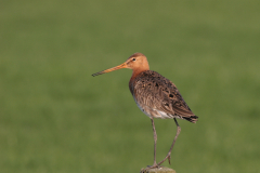 Grutto, ♂  3-Zuidlaardermeergebied 3-4-2009