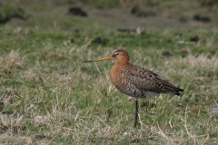 Grutto, ♂ -Groningen-stad 6-4-2011