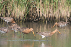 Grutto, adult -Lauwersmeer 13-6-2007