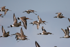 Grutto-Lauwersmeer 26-3-2008