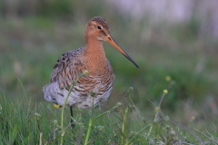 Grutto, ♂ -Lauwersmeer 27-4-2012 b