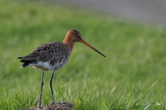 Grutto, ♂ -Zuidlaardermeergebied 10-4-2011