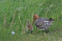 Grutto-Zuidlaardermeergebied 14-5-2014