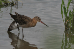 Grutto, juv.-Lauwersmeer 20-6-2014