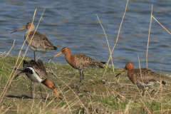 IJslandse Grutto 1-Groningen-stad 28-3-2012