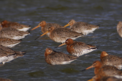 IJslandse Grutto  en Grutto 1-Lauwersmeer 4-4-2015