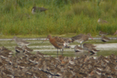 IJslandse Grutto en Grutto  Groningen-kust 27-7-2013