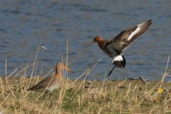 IJslandse Grutto-Groningen-stad 28-3-2012