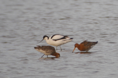 IJslandse Grutto-Lauwersmeer 1-5-2015