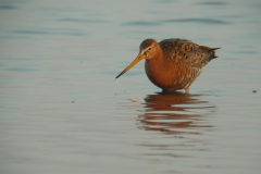 IJslandse Grutto-Lauwersmeer 23-4-2011