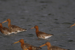 IJslandse Grutto en Grutto -Lauwersmeer 4-4-2015