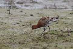 IJslandse grutto 1  Groningen-kust 11-4-2024