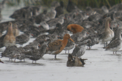 IJslandse grutto en Zwarte ruiter 1  Groningen-kust 10-7-2024