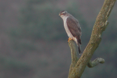 Havik, ♂  1-Drenthe 23-3-2005