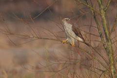 Havik, ♂ -Drenthe 23-3-2005