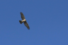 Havik, ♀ -Groningen-stad 28-3-2012