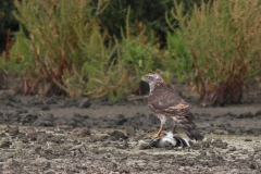 Havik, 2e kj. -Lauwersmeer 26-7-2010