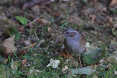 Heggenmus 1-Texel 8-10-2016