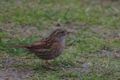 Heggenmus 2-Texel 14-10-2013