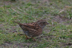 Heggenmus 3-Texel 14-10-2013