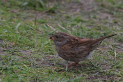 Heggenmus 4-Texel 14-10-2013