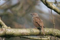 Heggenmus-Hortus Haren 30-3-2007