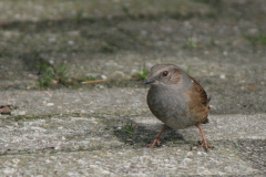 Heggenmus-Hortus Haren 6-4-2008