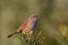 Heggenmus-Hortus Haren 6-4-2010