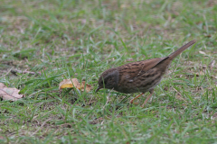 Heggenmus-Texel 11-10-2009