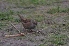 Heggenmus-Texel 14-10-2013