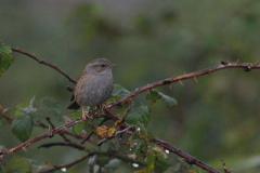 Heggenmus-Texel 18-10-2015