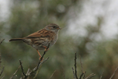 Heggenmus-Texel 22-10-2015