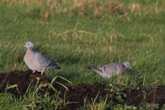 Holenduif-Zuidlaardermeergebied 13-12-2015