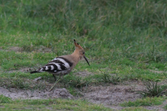 Hop 1-Texel 14-10-2017